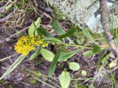 Solidago velutina