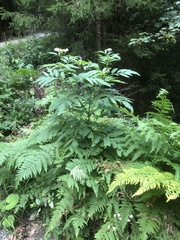 Sambucus ebulus