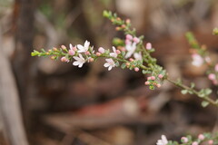 Philotheca verrucosa