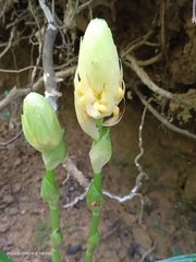 Calanthe formosana