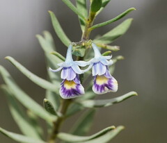 Pigea floribunda