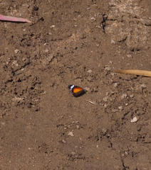 Danaus petilia