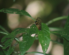 Dircenna kolijkensis