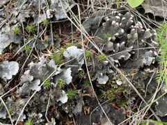 Peltigera canina