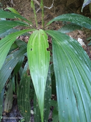 Calanthe formosana