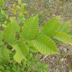 Ulmus glabra