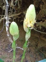Calanthe formosana