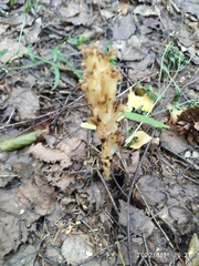 Monotropa hypopitys