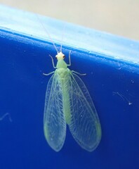 Pseudomallada flavifrons