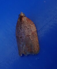 Acleris