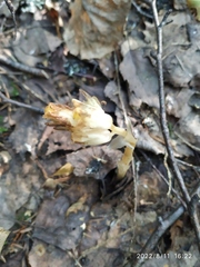 Monotropa hypopitys