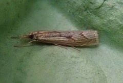Agriphila geniculea
