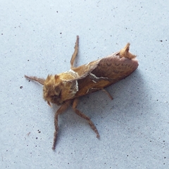 Triodia sylvina