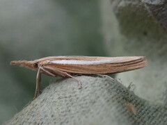Agriphila selasella