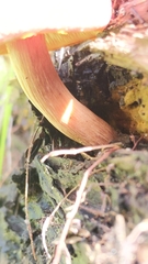 Tricholomopsis rutilans