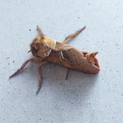Triodia sylvina