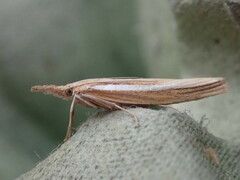 Agriphila selasella