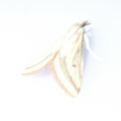 Microtheoris ophionalis