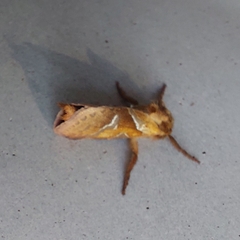Triodia sylvina