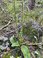 Veronica plantaginea