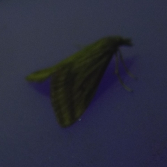 Microtheoris ophionalis