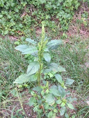 Amaranthus retroflexus