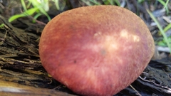 Tricholomopsis rutilans