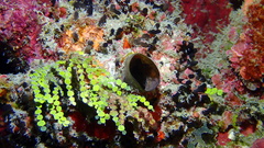 Oceanapia bartschi