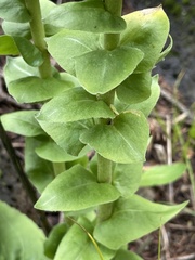 Veronica plantaginea