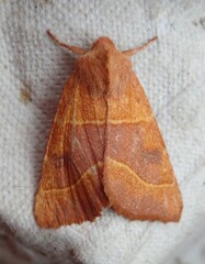 Atethmia centrago
