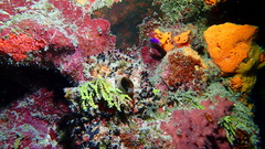 Oceanapia bartschi