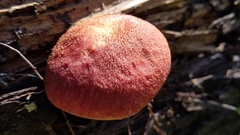 Tricholomopsis rutilans