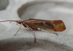 Limnephilus