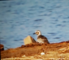 Pluvialis squatarola