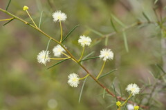 Acacia genistifolia