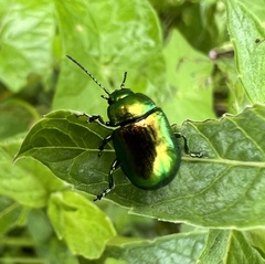 Chrysolina herbacea