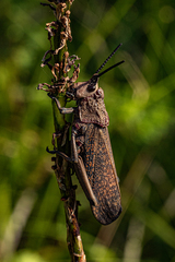 Dictyophorus griseus