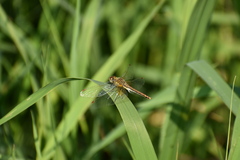 Sympetrum flaveolum