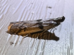 Phycitini