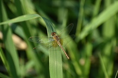 Sympetrum flaveolum