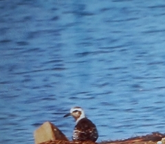 Pluvialis squatarola