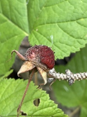 Rubus parviflorus