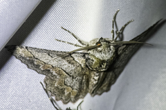 Hypobapta tachyhalotaria