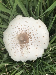 Chlorophyllum molybdites