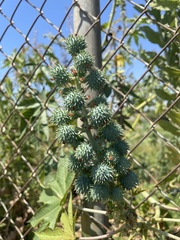 Ricinus communis