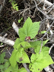 Rubus parviflorus