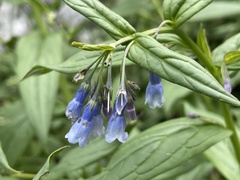 Mertensia