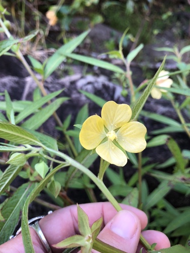 Ludwigia octovalvis observed 2022-08-19