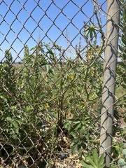 Ricinus communis