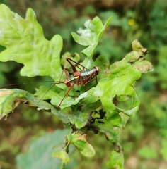 Barbitistes serricauda